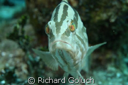 Big eyes. by Richard Goluch 